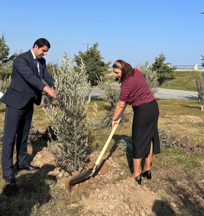 Sumqayıt Bələdiyyəsi tərəfindən 1000 ədəd zeytun ağacı əkilib - FOTOLAR